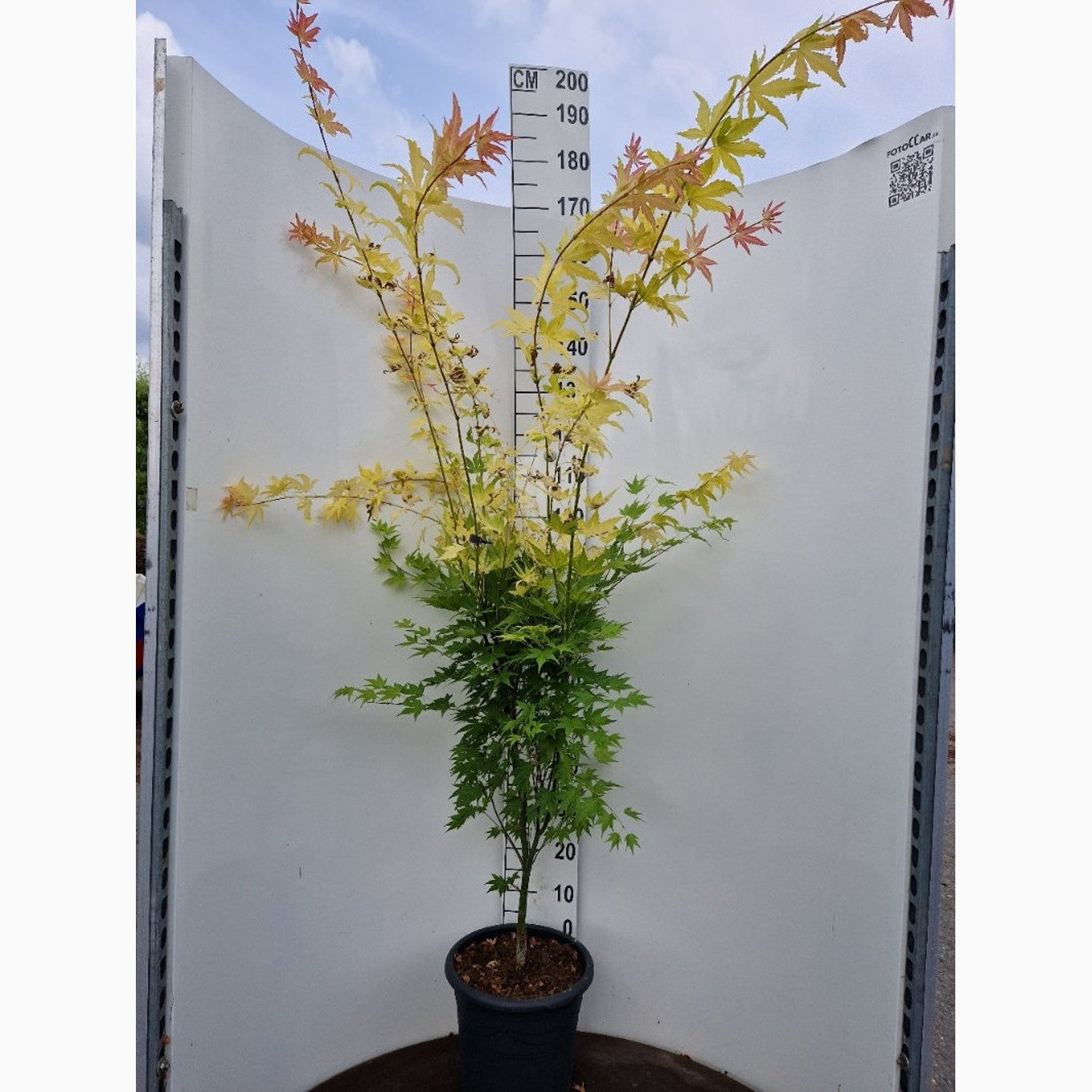 Japansk lönn – Acer pal. 'Orange Dream' - C15 80-100 CM