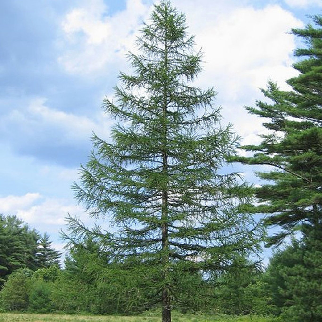 Lärk – Larix decidua - C5 100-125 CM