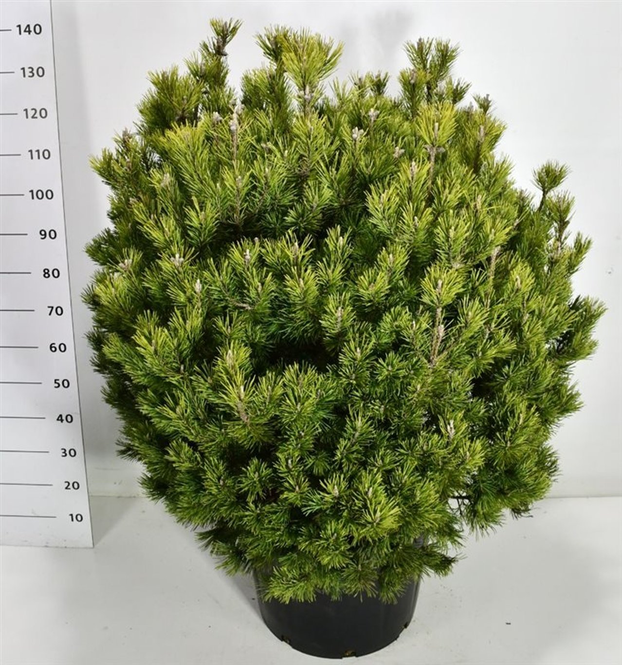 Bergtall – Pinus mugo &