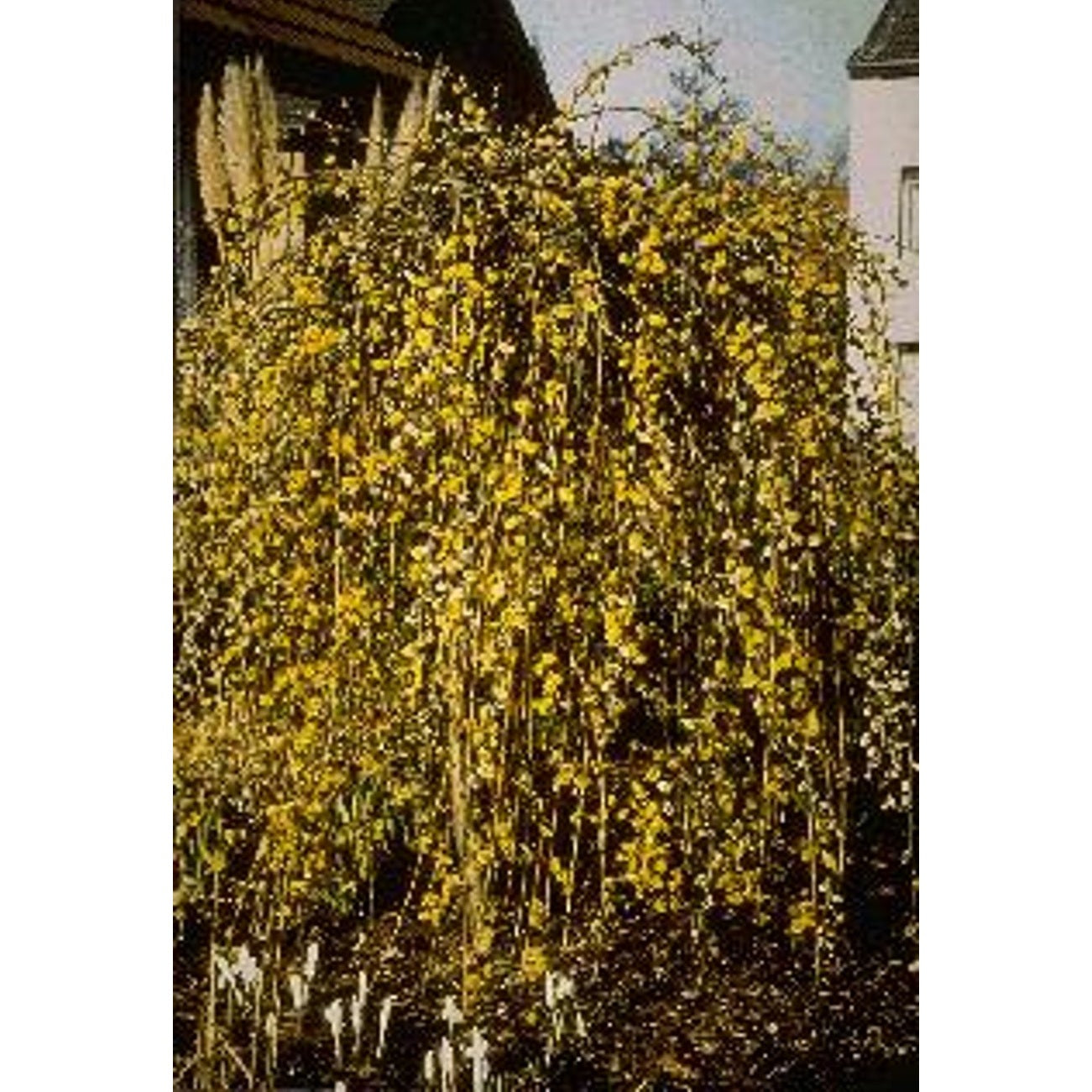 Hängsälg – Salix caprea 'Kilmarnock' - 180 CM Stem C10