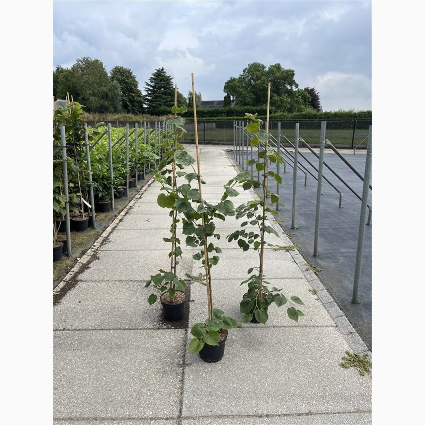 Storlind – Tilia platyphyllos - C5 125-150 CM Stick