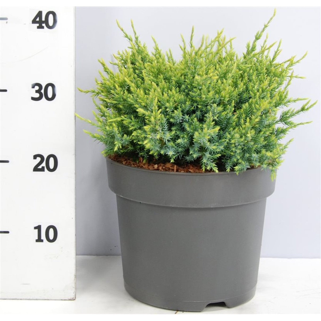 Himalaya-en – Juniperus squamata 'Holger' - C7.5 30-40 cm.