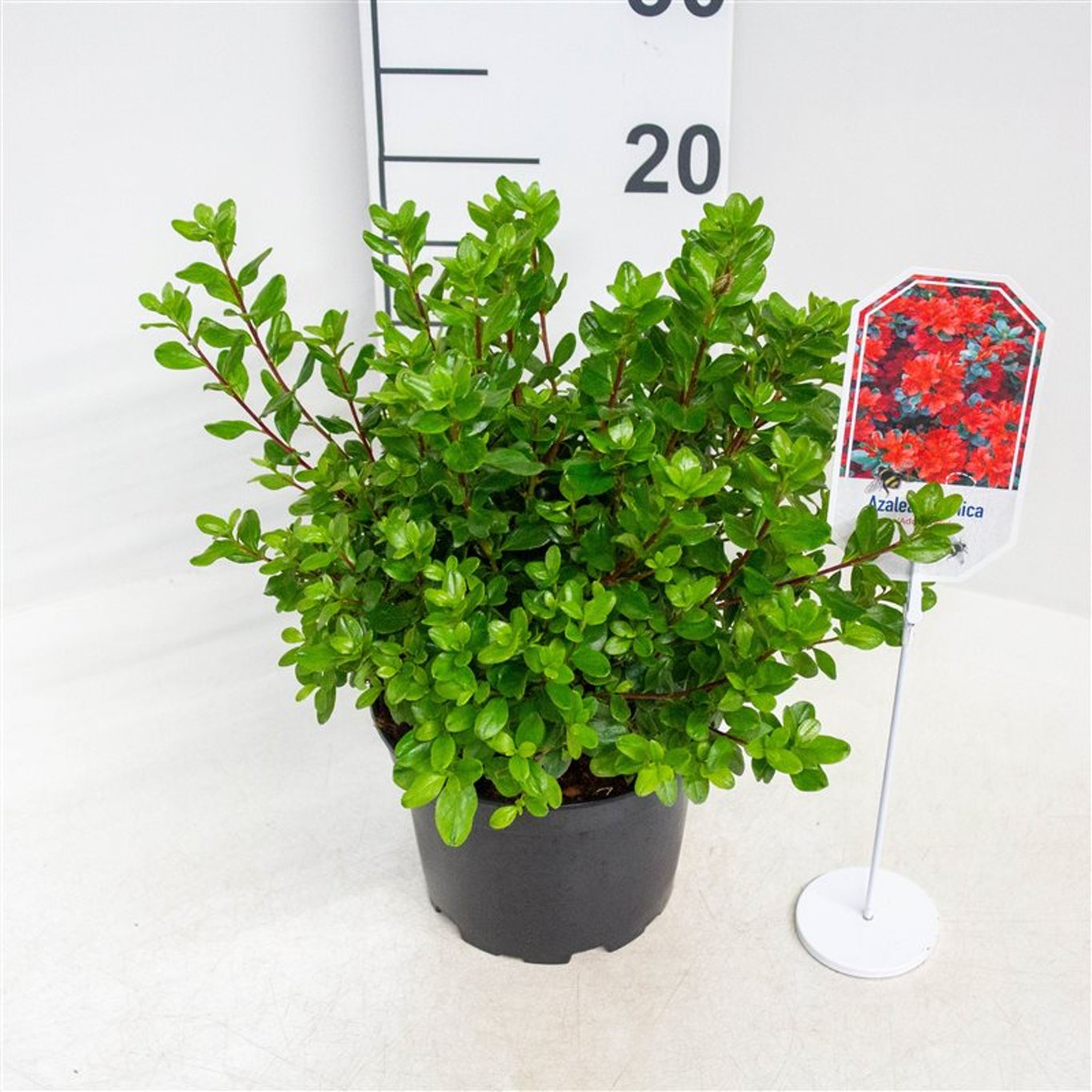 Rhododendron – Rhododendron (AJ); 'Addy Wery' - C2 20-25 CM