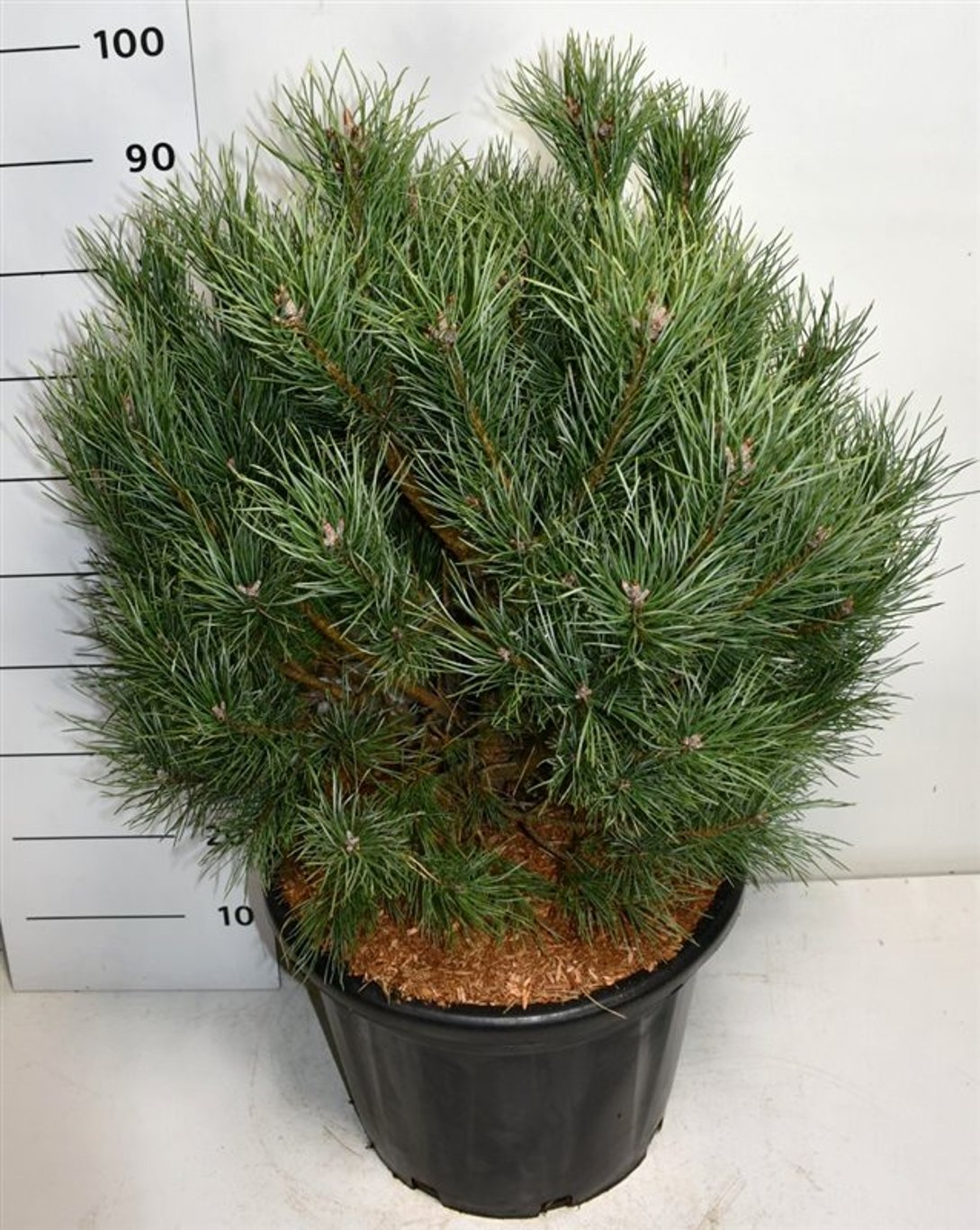 Tall – Pinus sylvestris 'Watereri' - C35 60-80 cm.