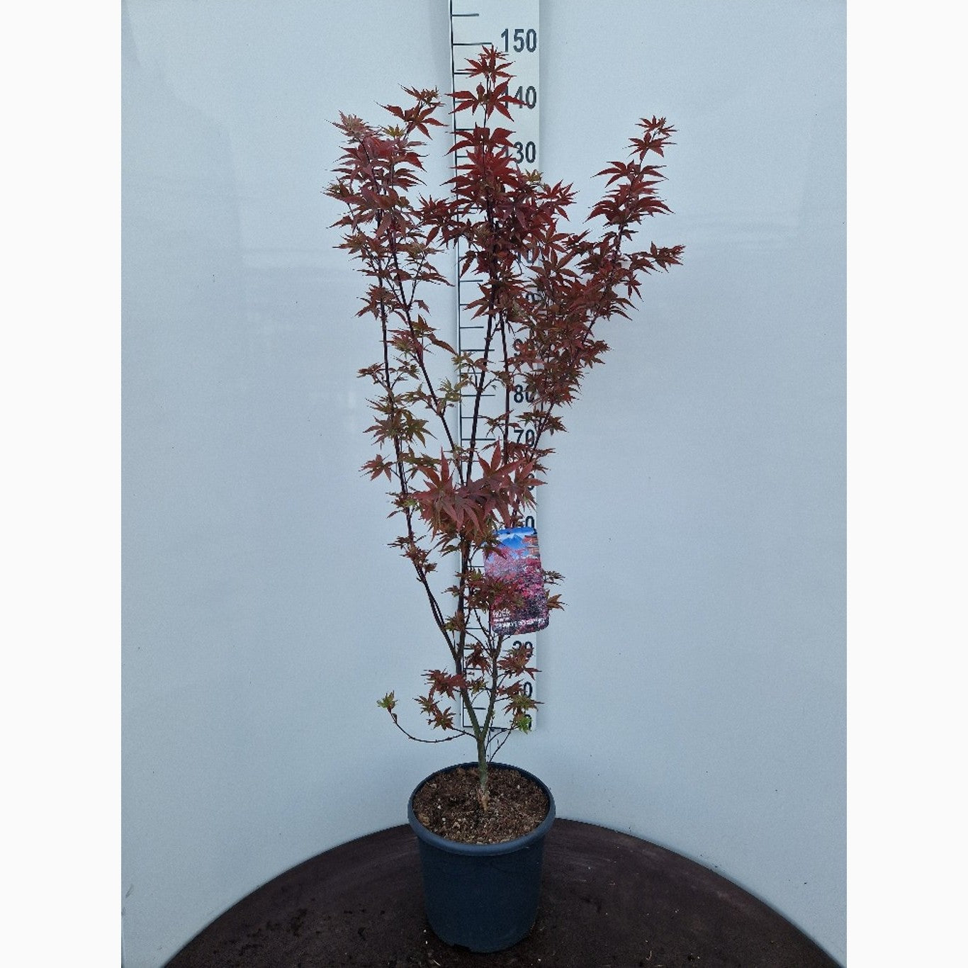 Japansk lönn – Acer pal. 'Twombly's Red Sentinel' - C10 100-125 CM