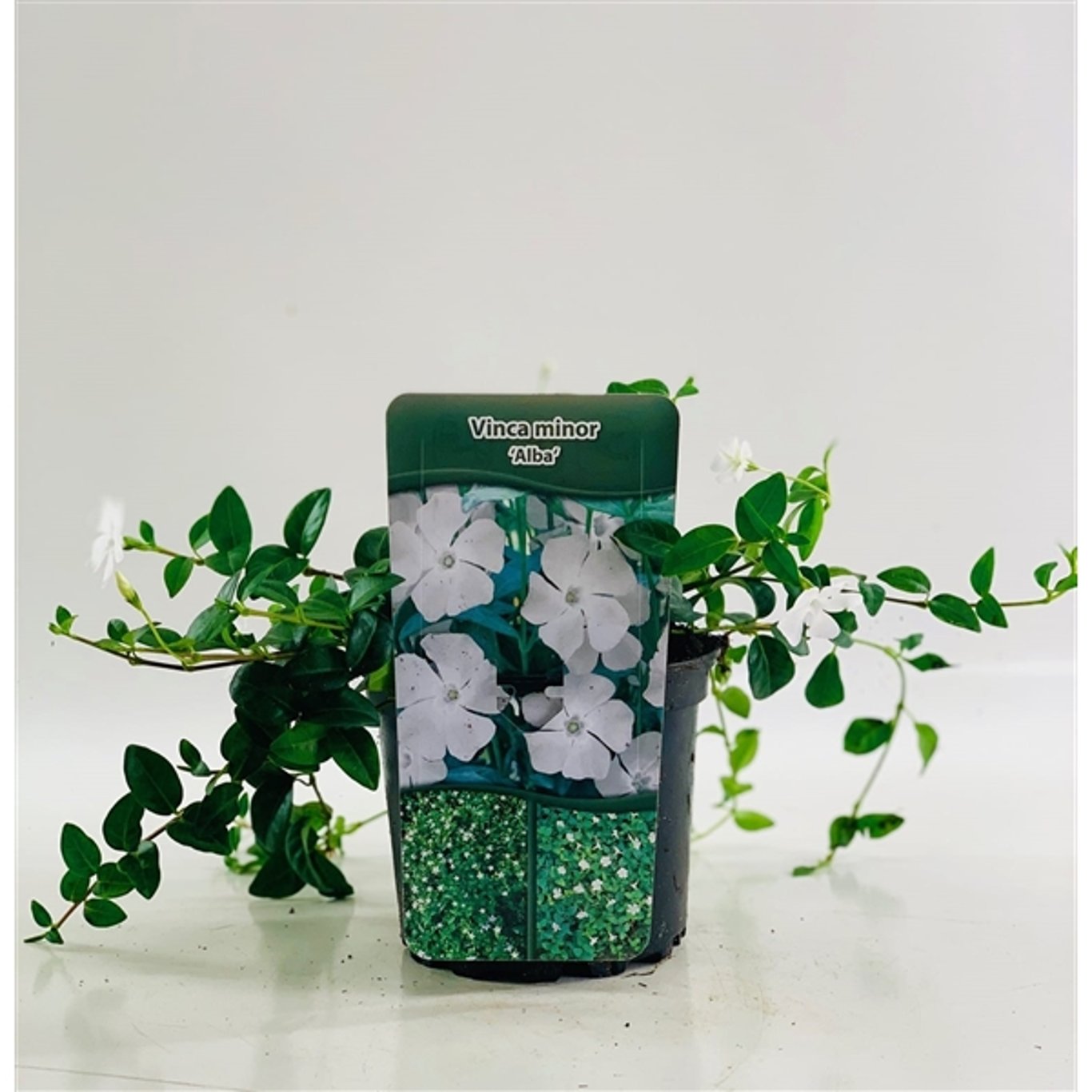 Vintergröna – Vinca minor 'Alba' - C2 20-25 CM