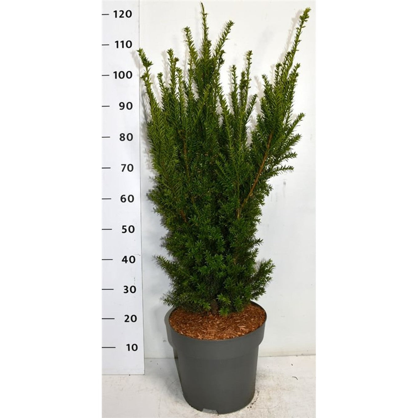 Hybrididegran – Taxus media 'Hillii' - C12 60-80 cm.