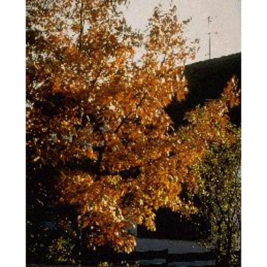 Rödek – Quercus rubra - 12/14 in Cont HO/ST