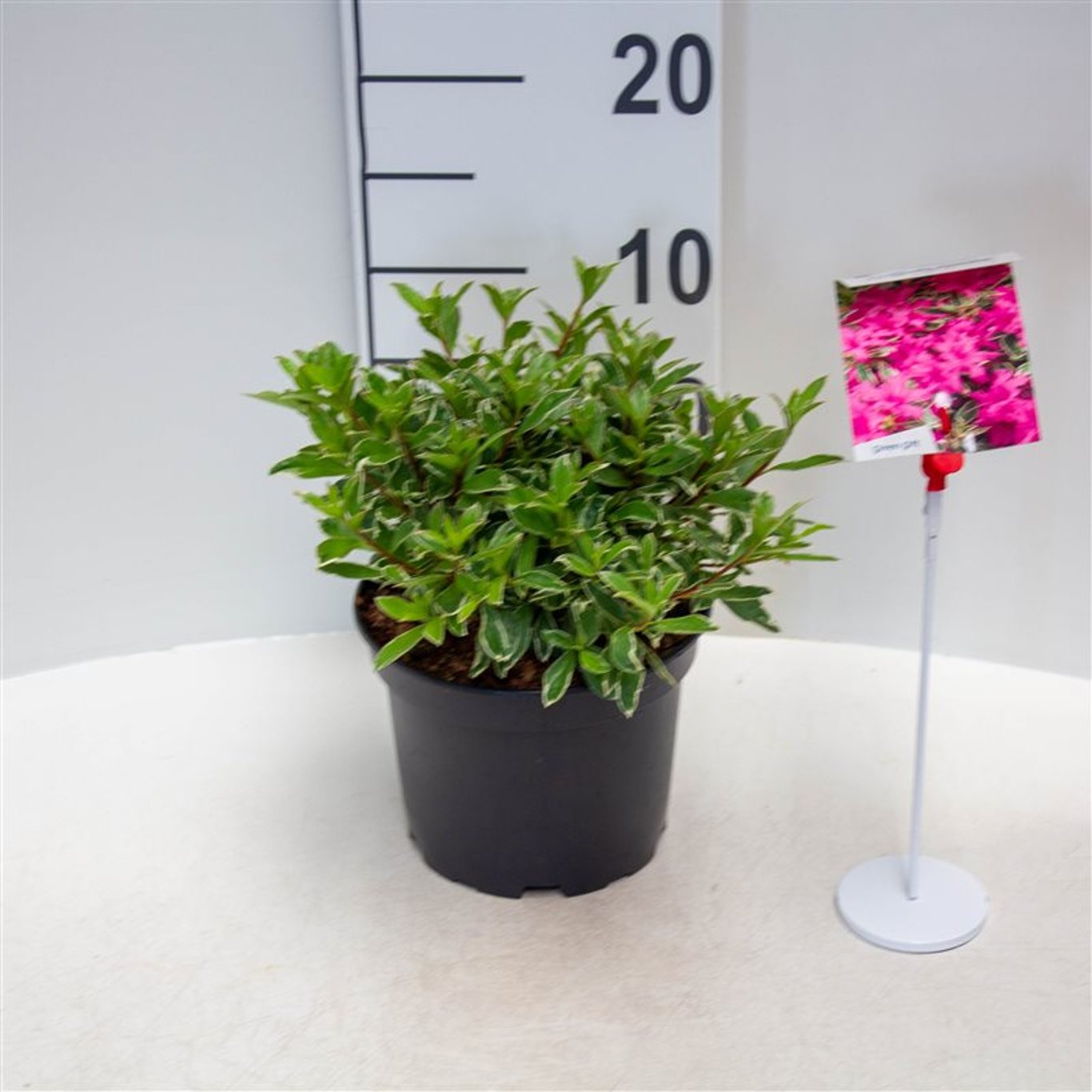 Rhododendron – Rhododendron (AM); 'Salmon Queen' - C2 20-25 CM