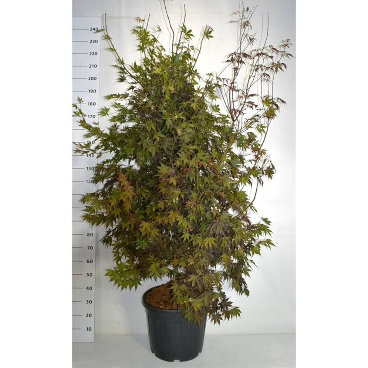 Japansk lönn – Acer palmatum 'Bloodgood' - C55 200-225 cm.