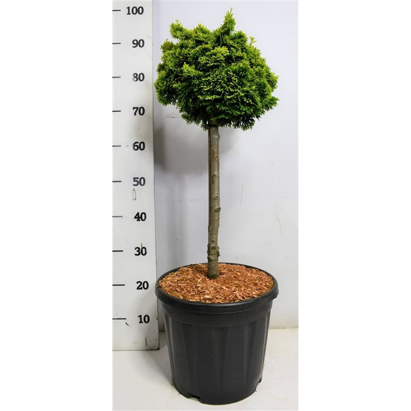 Ädelcypress – Chamaecyparis obtusa 'Nana Aurea' - 40 CM Stem C12
