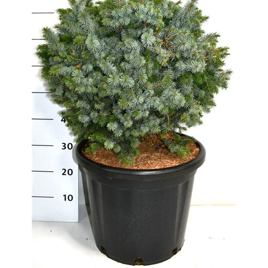 Sitkagran – Picea sitchensis 'Tenas' - C35 60-70 cm.