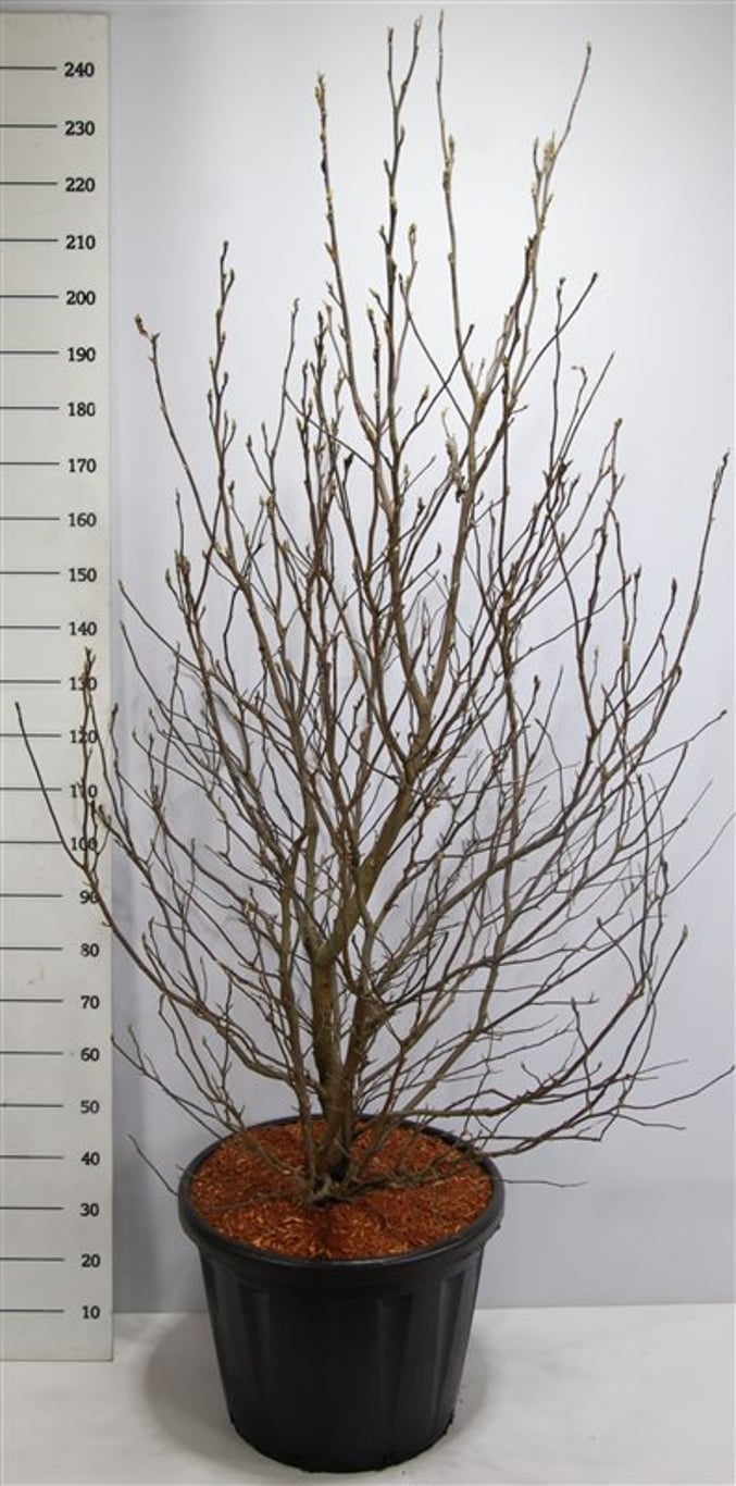 Magnolia – Magnolia &