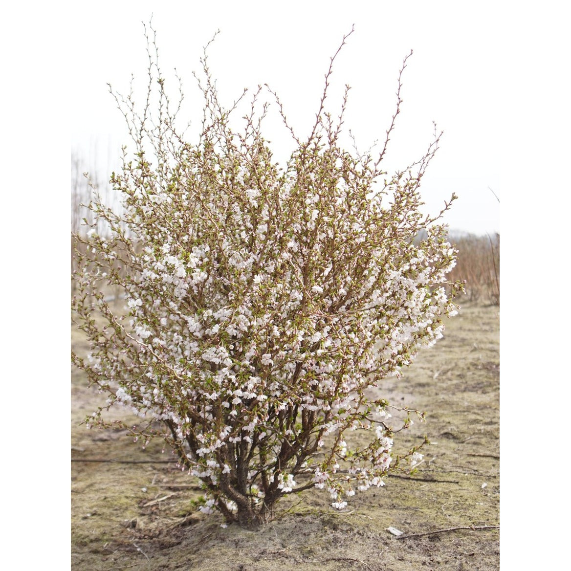 Japanskt körsbär – Prunus incisa 'Kojou-no-mai' - 100-125 CM RB