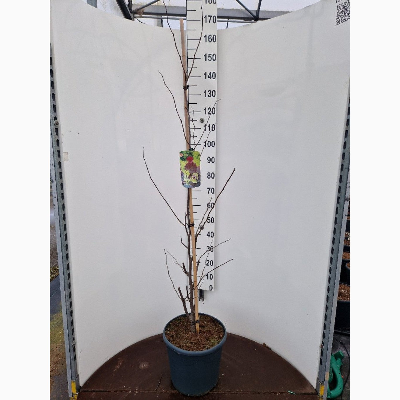 Judasträd – Cercis canadensis - C20 150-175 CM