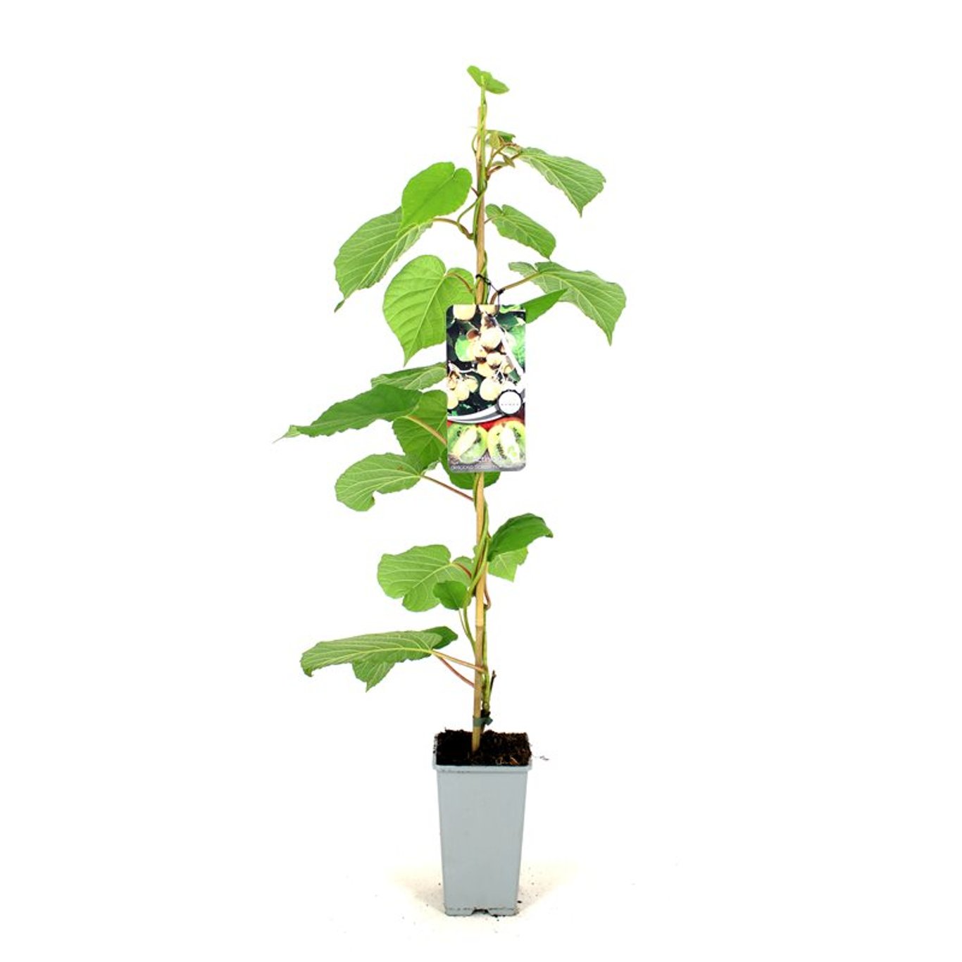 Kiwifrukt – Actinidia d. &