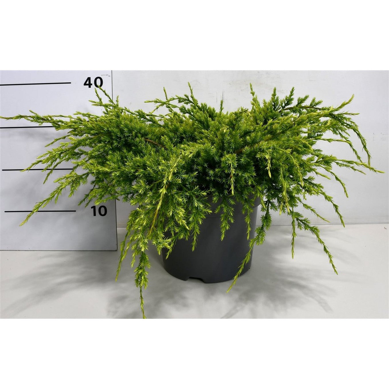 Himalaya-en – Juniperus squamata 'Holger' - C5 40-50 cm.