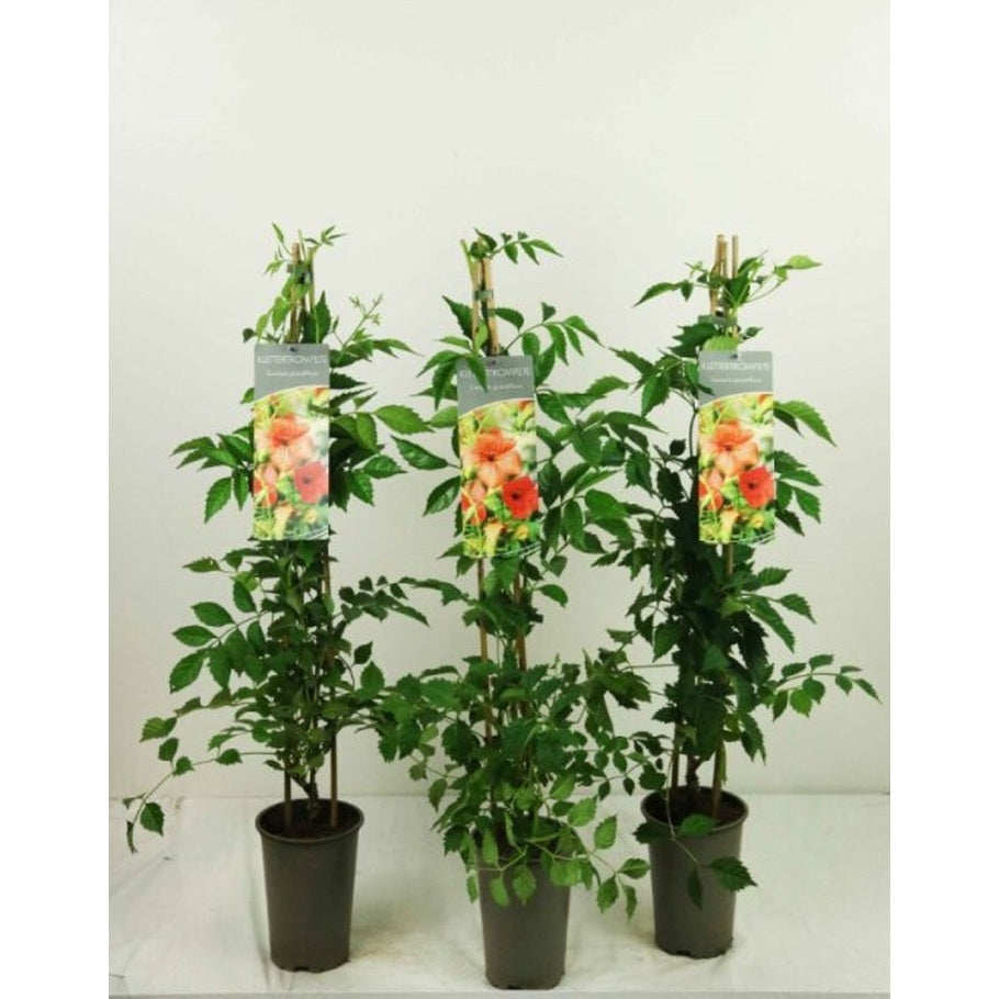 Trumpetranka – Campsis grandiflora - C2 60-80 CM Stick