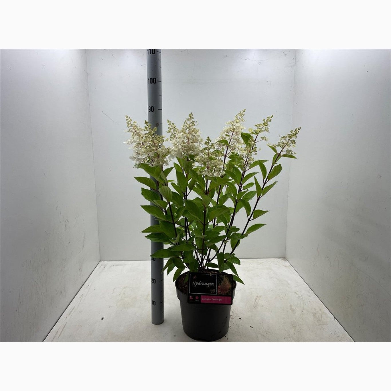 Syrenhortensia – Hydrangea paniculata 'Candlelight'® - C10