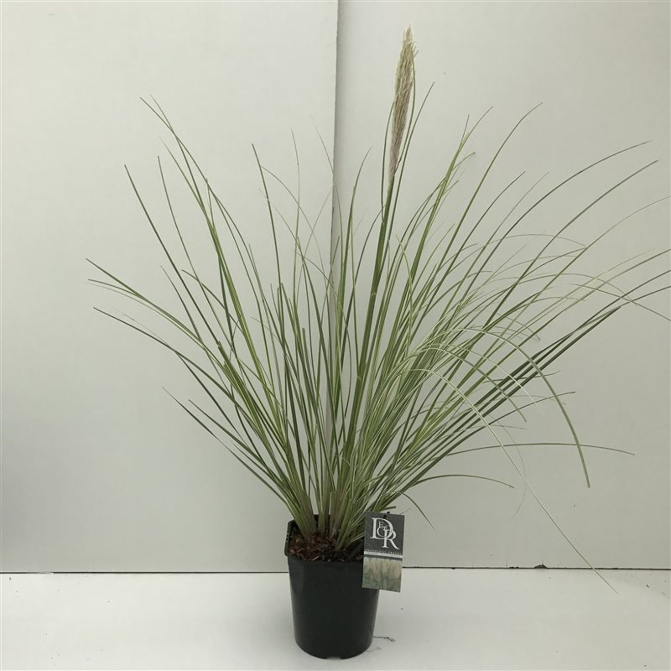 Pampasgräs – Cortaderia selloana 'Mini silverpampas' - C5
