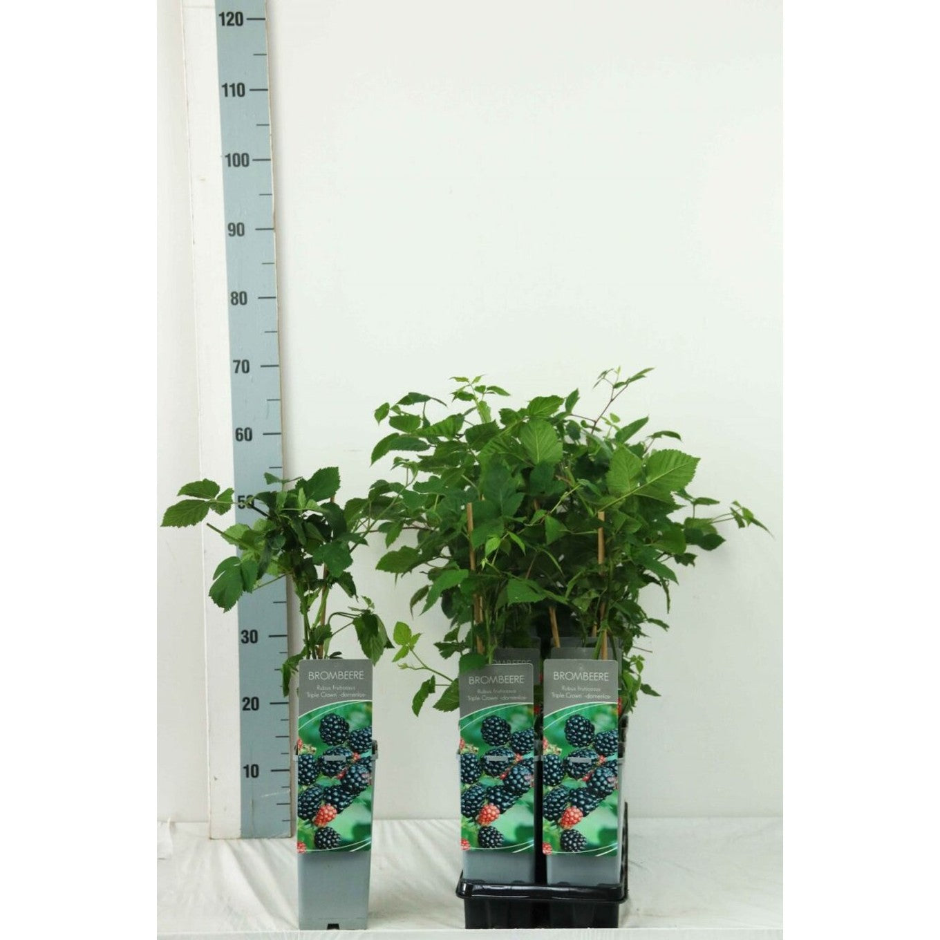 Taggfritt boysenbär – Rubus fruticosus 'Triple Crown' - C2 30-40 CM