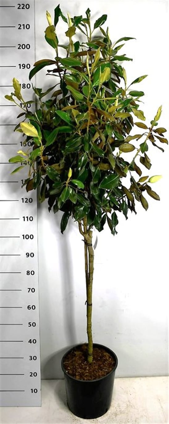 Städsegrön magnolia – Magnolia grandiflora &