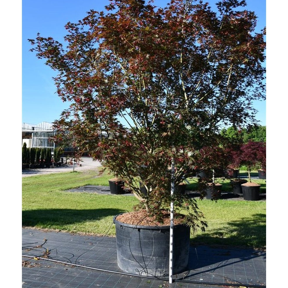 Japansk lönn – Acer palmatum 'Masu-kagami' - C600 300-350 cm.
