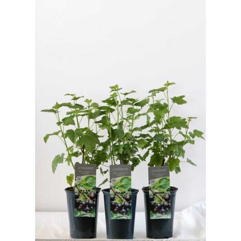 Jostabär – Ribes Jostaberry - C3 40-60 CM