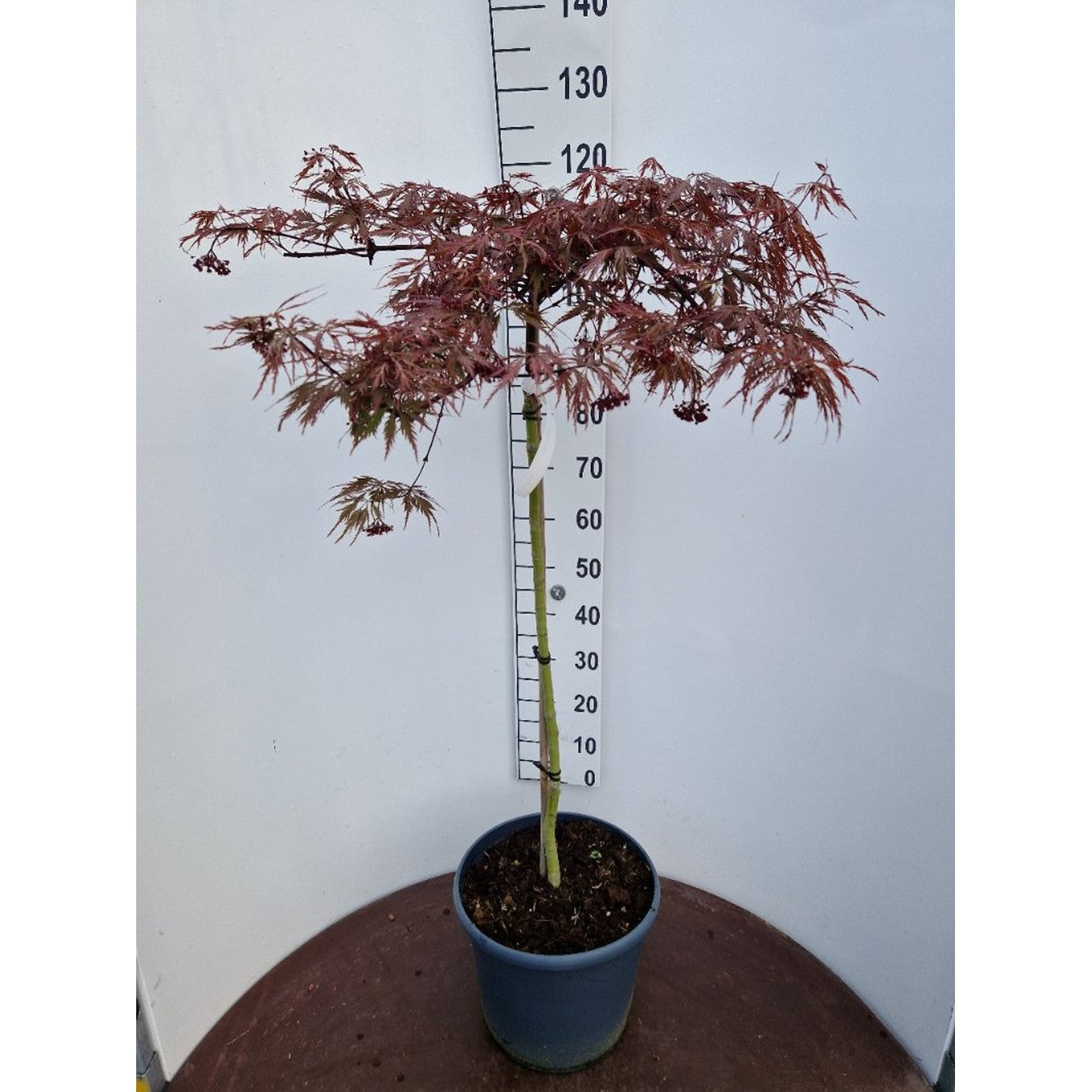 Japansk lönn – Acer pal. 'Dissectum Nigrum' - 90 CM Stem C20