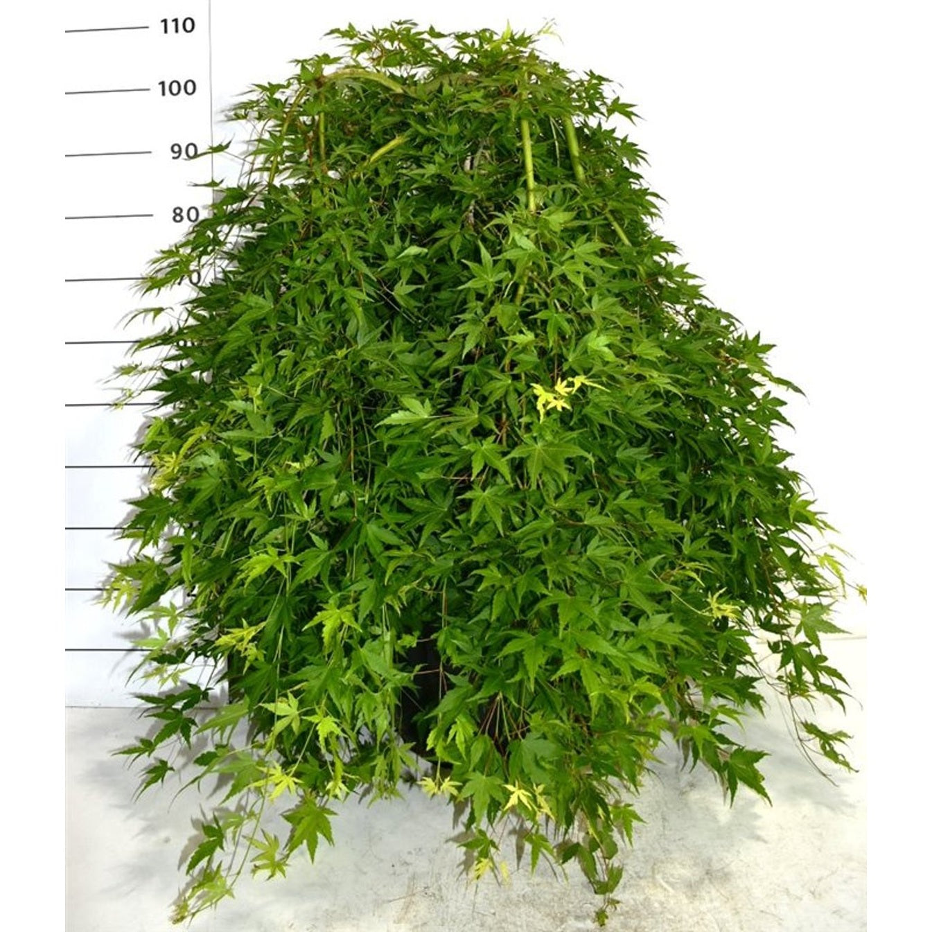 Japansk lönn – Acer palmatum 'Ryusen' - C35 50 cm. Stam