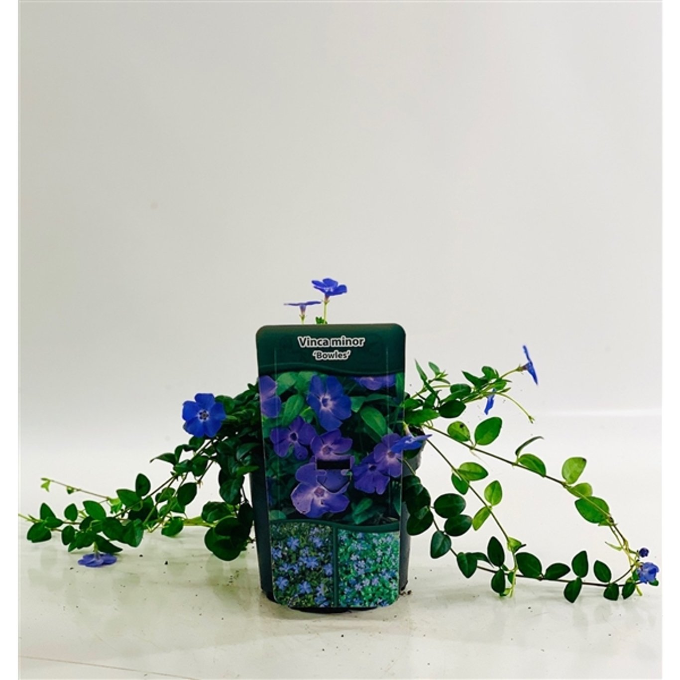 Vintergröna – Vinca minor 'Bowles Variety' - C2 20-30 CM