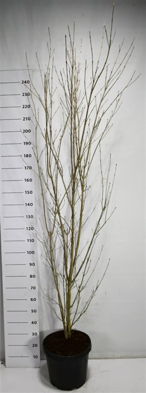 Japansk blomsterkornell – Cornus kousa &