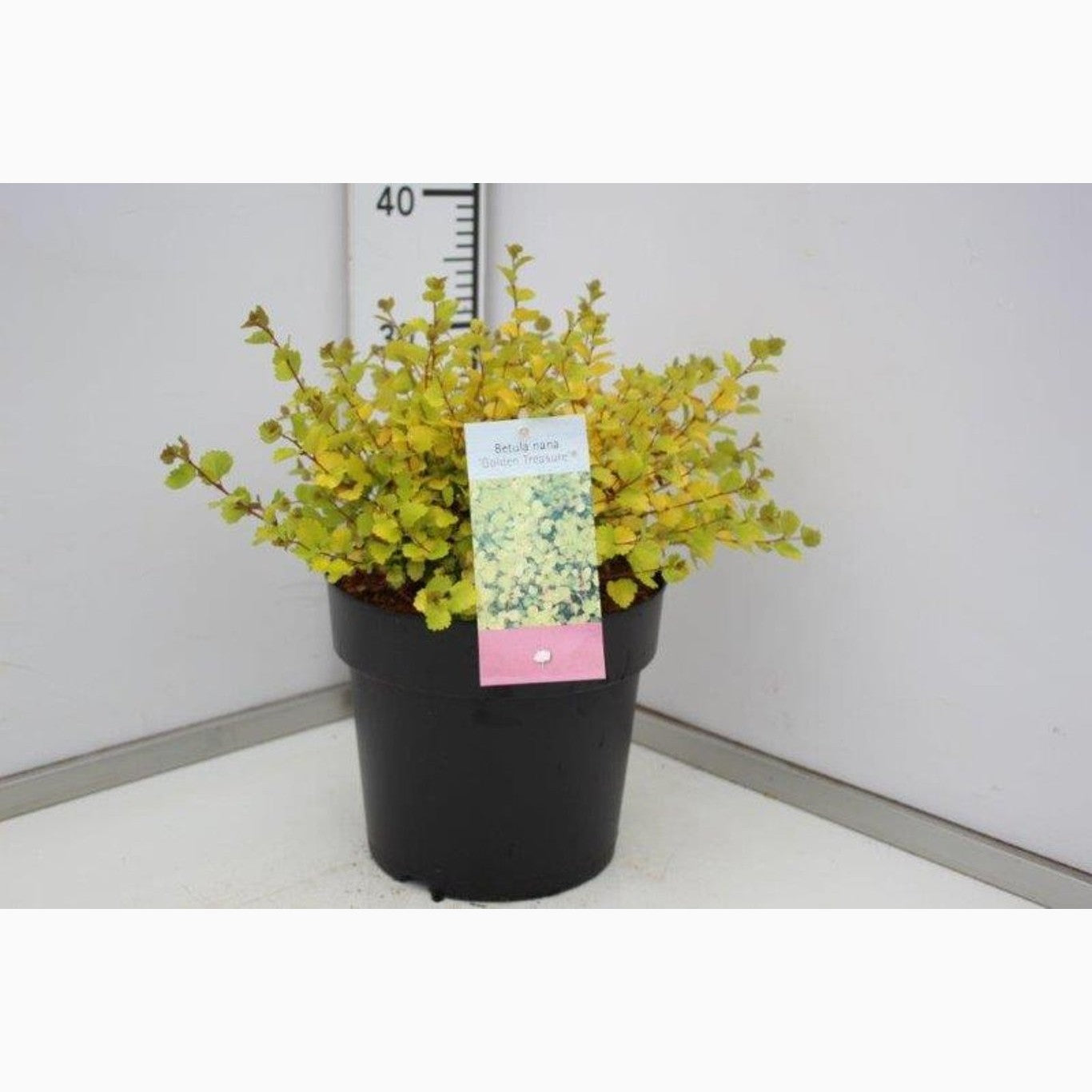 Dvärgbjörk – Betula nana 'Golden Treasure' - C5 40-50 CM