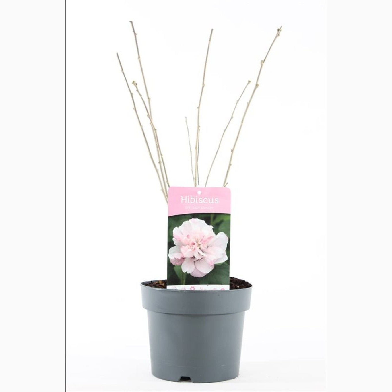 Hibiskus – Hibiscus syriacus 'Lady Stanley' - C3