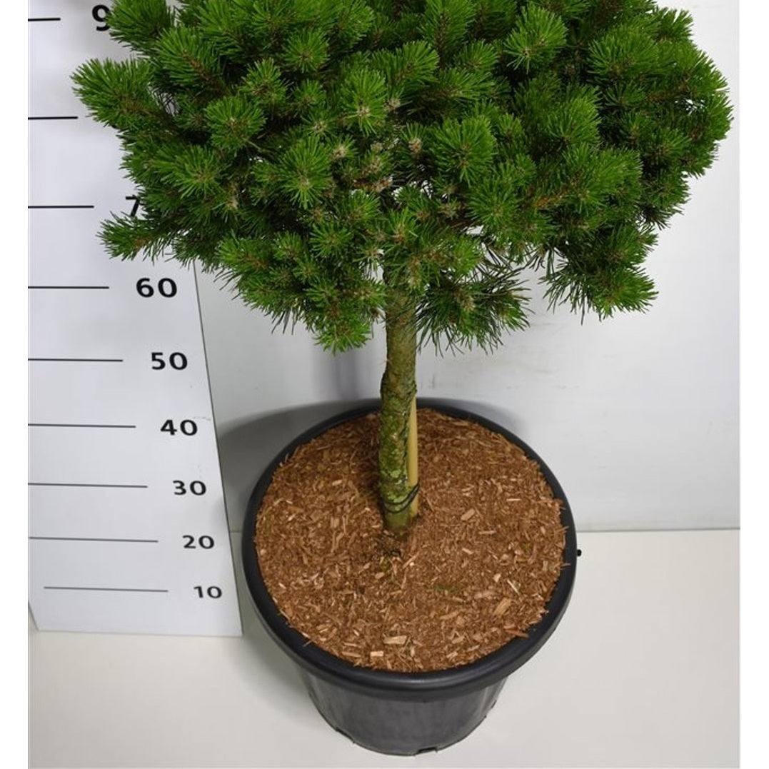 Bergtall – Pinus mugo 'Lilliput' - 40 CM Stem Cont.
