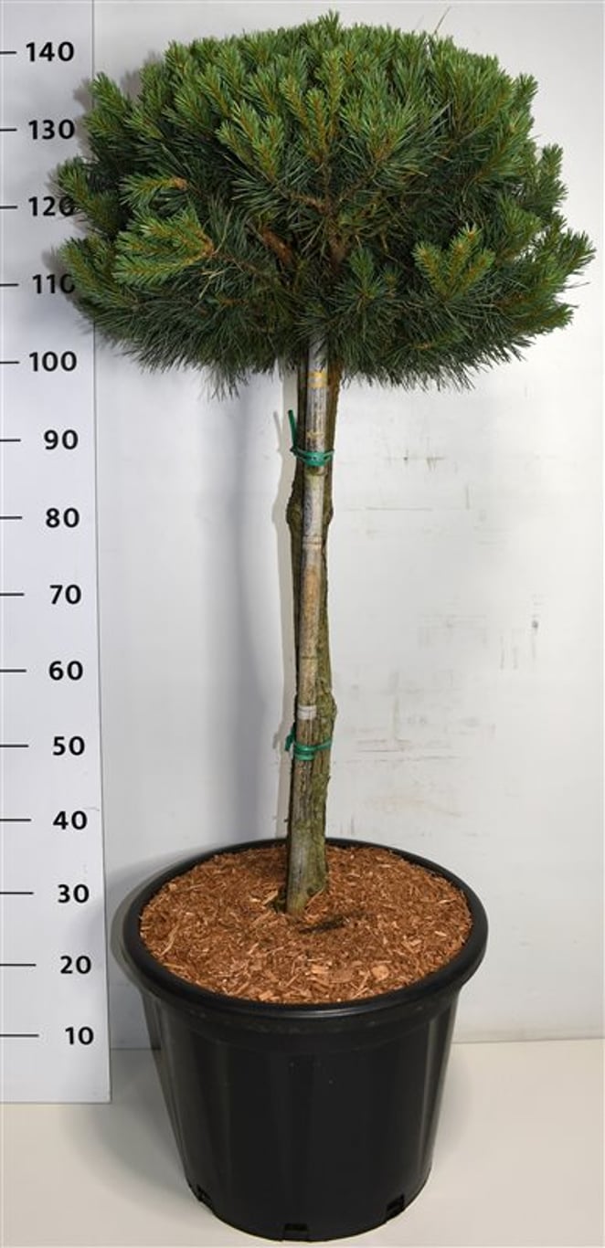Tall – Pinus sylvestris 'Watereri' - C35 60-70 cm. Stam