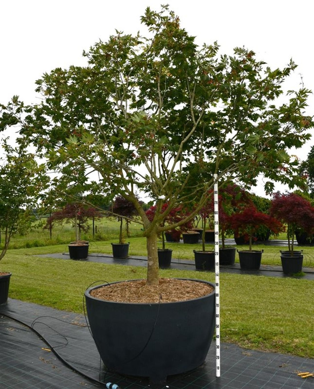 Japansk lönn – Acer palmatum &