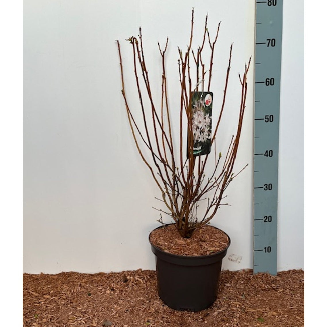 Rhododendron – Rhododendron (AV); 'Sommerduft' - C5 30-40 CM