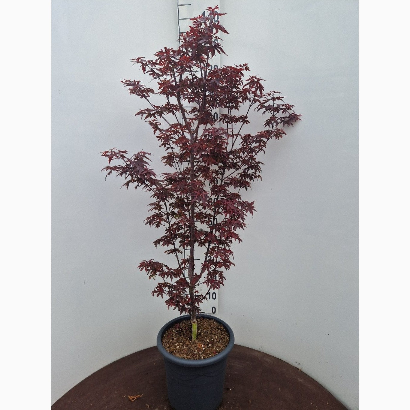 Japansk lönn – Acer pal. 'Twombly's Red Sentinel' - C15 100-125 CM