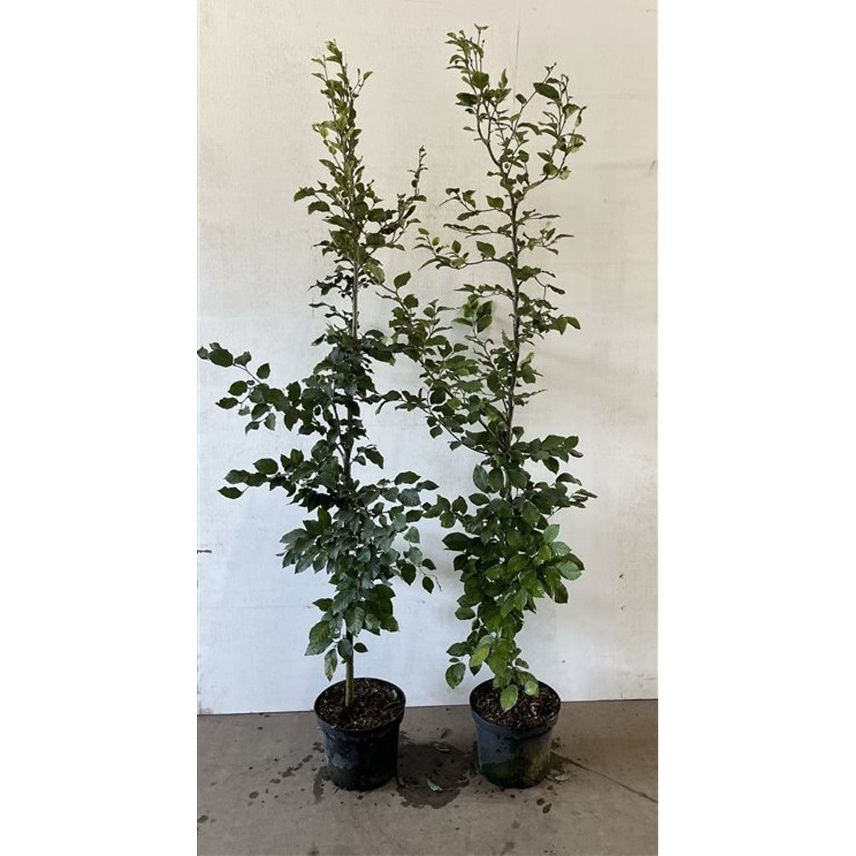 Blodbok – Fagus sylvatica - C7.5 150-175 CM