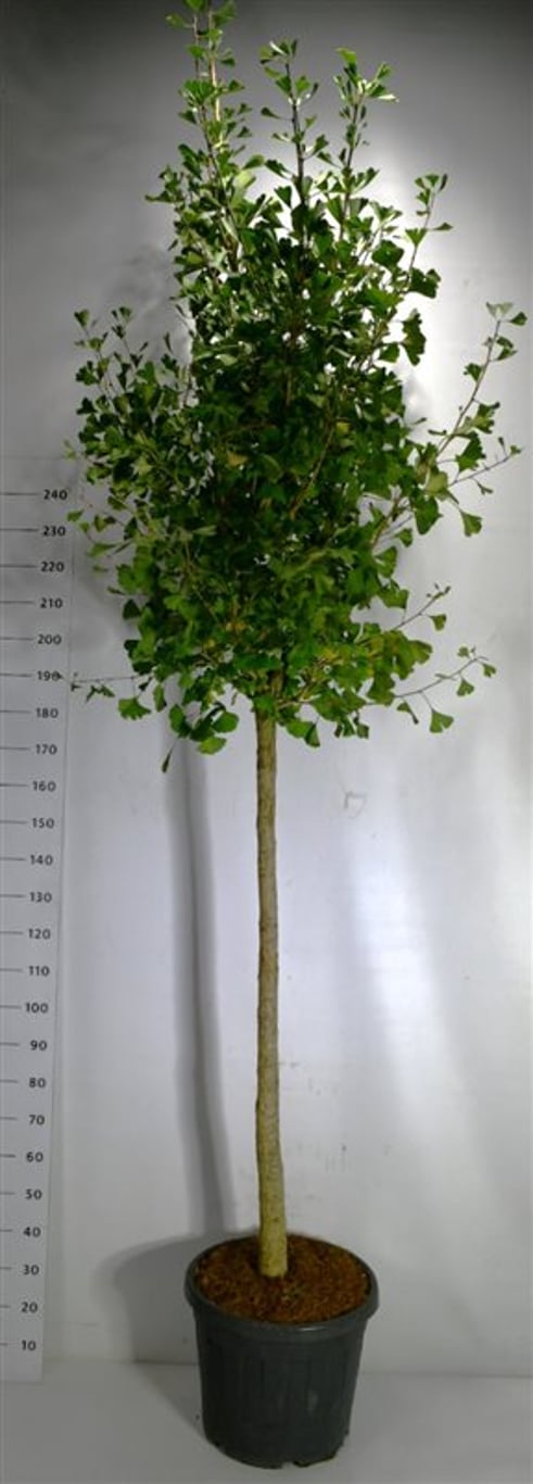 Tempelträd – Ginkgo biloba &