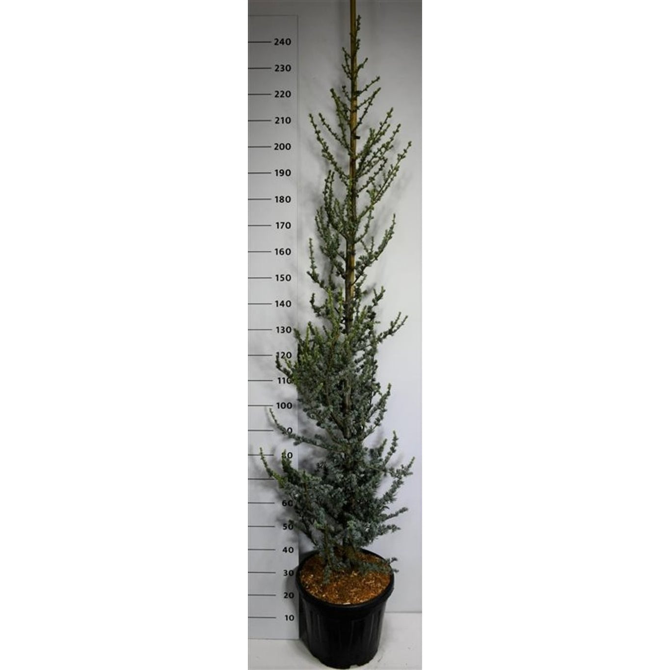 Libanonceder – Cedrus libani 'Glauca' - C25 175-200 cm.