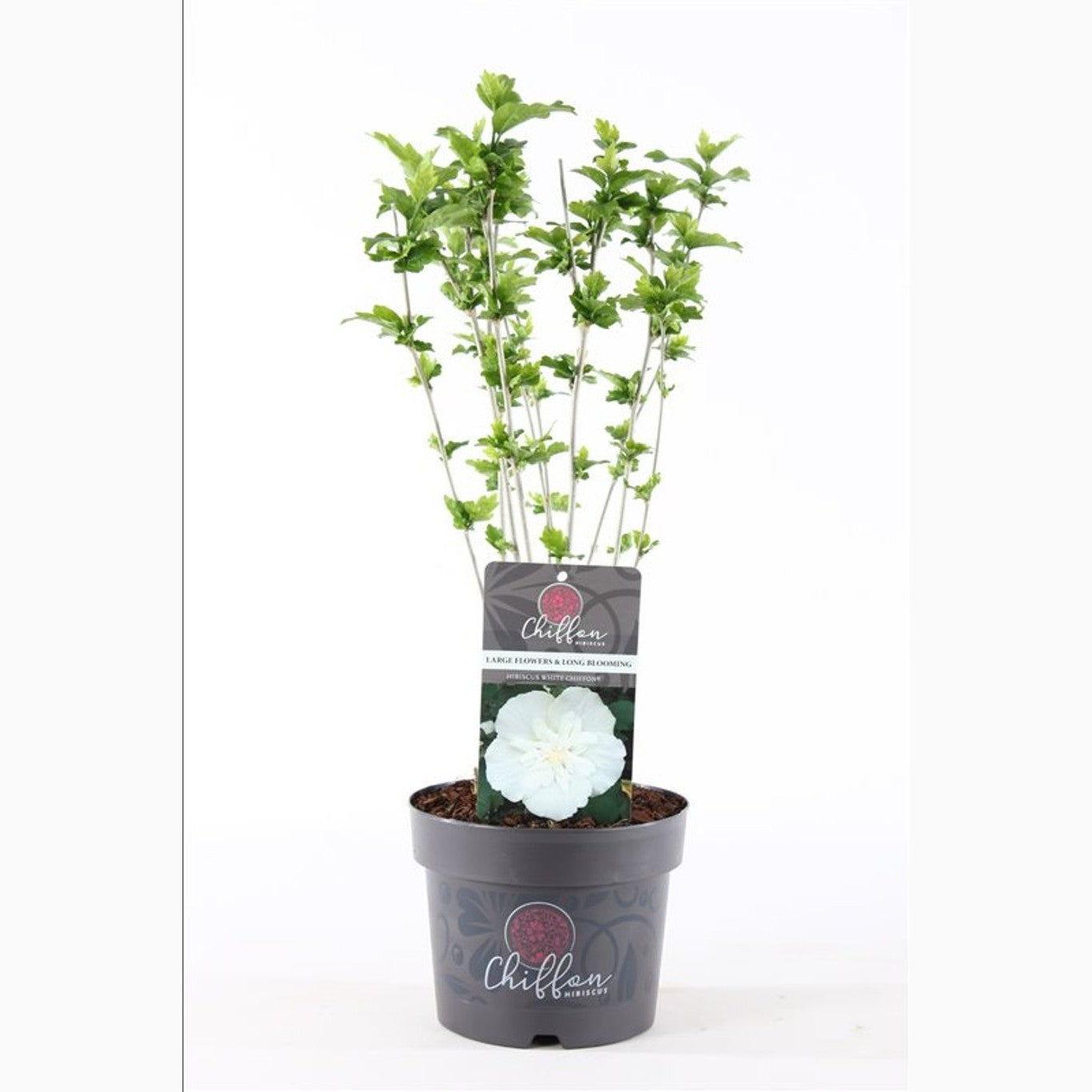 Hibiskus – Hibiscus syriacus 'China Chiffon'® - C3