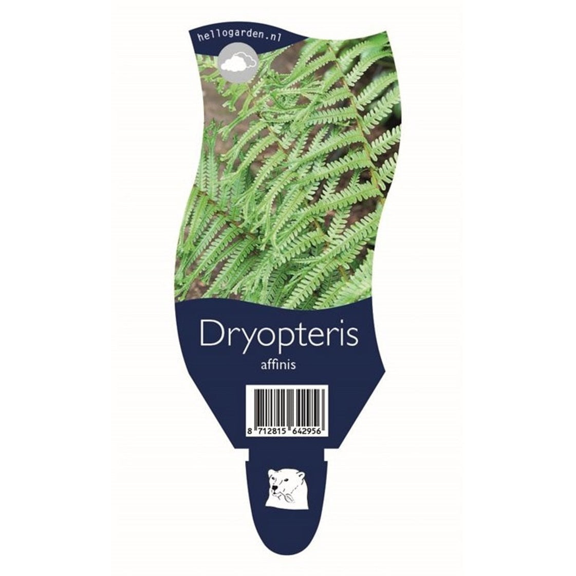 Strutbräken – Dryopteris affinis - P11