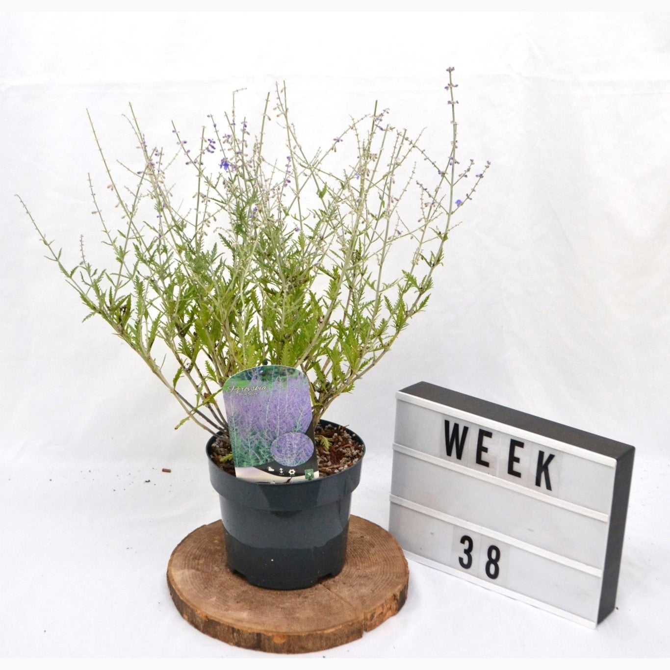 Perovskia – Perovskia 'Blue Spire' - C3 20-40 CM