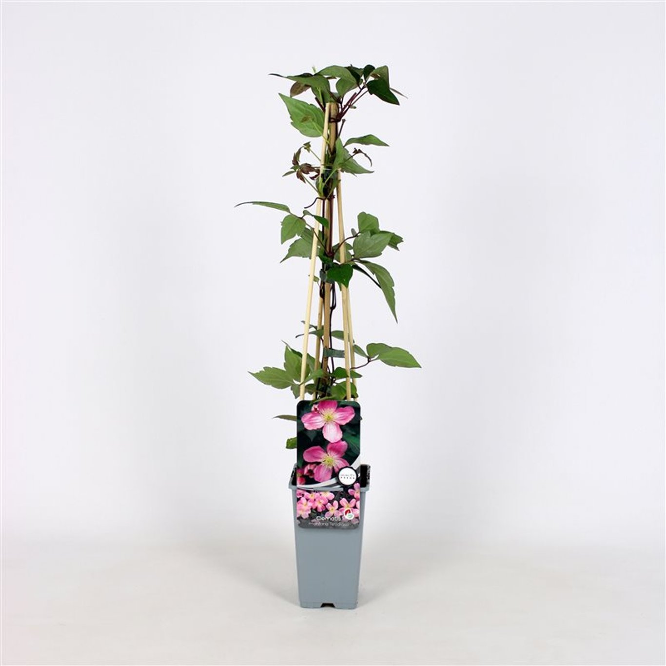 Klematis – Clematis 'Tetrarose' - C2 70/+ CM