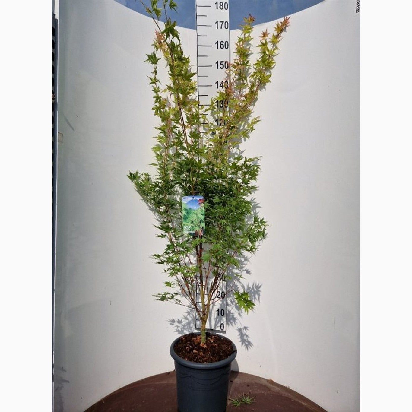 Japansk lönn – Acer pal. 'Sangokaku' - C15 125-150 CM