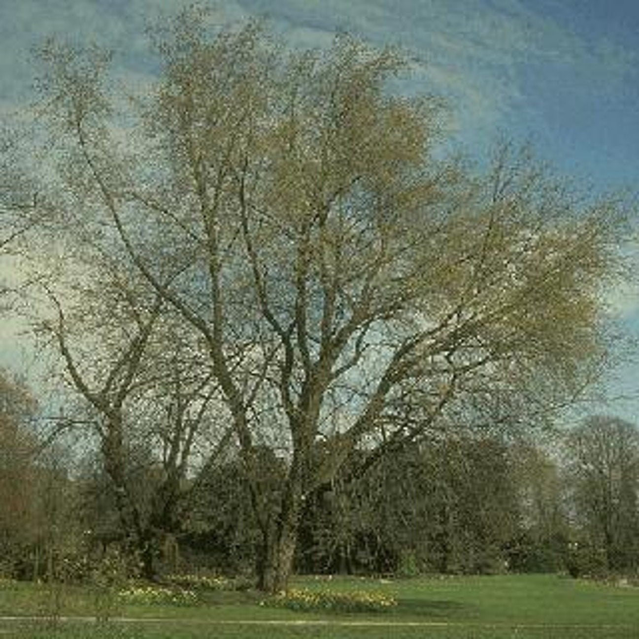 Silverlönn – Acer saccharinum - 14/16 RB