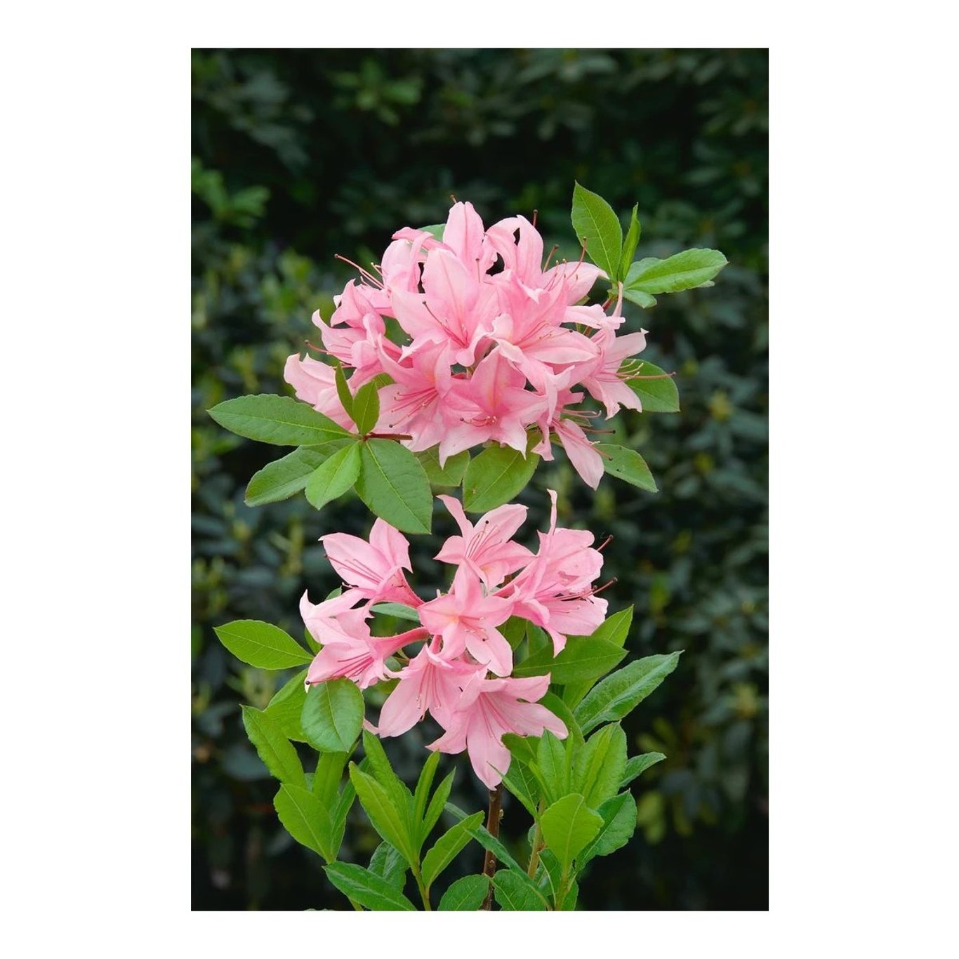 Rhododendron – Rhododendron (AV); 'Soir de Paris' - C5 40-50 CM