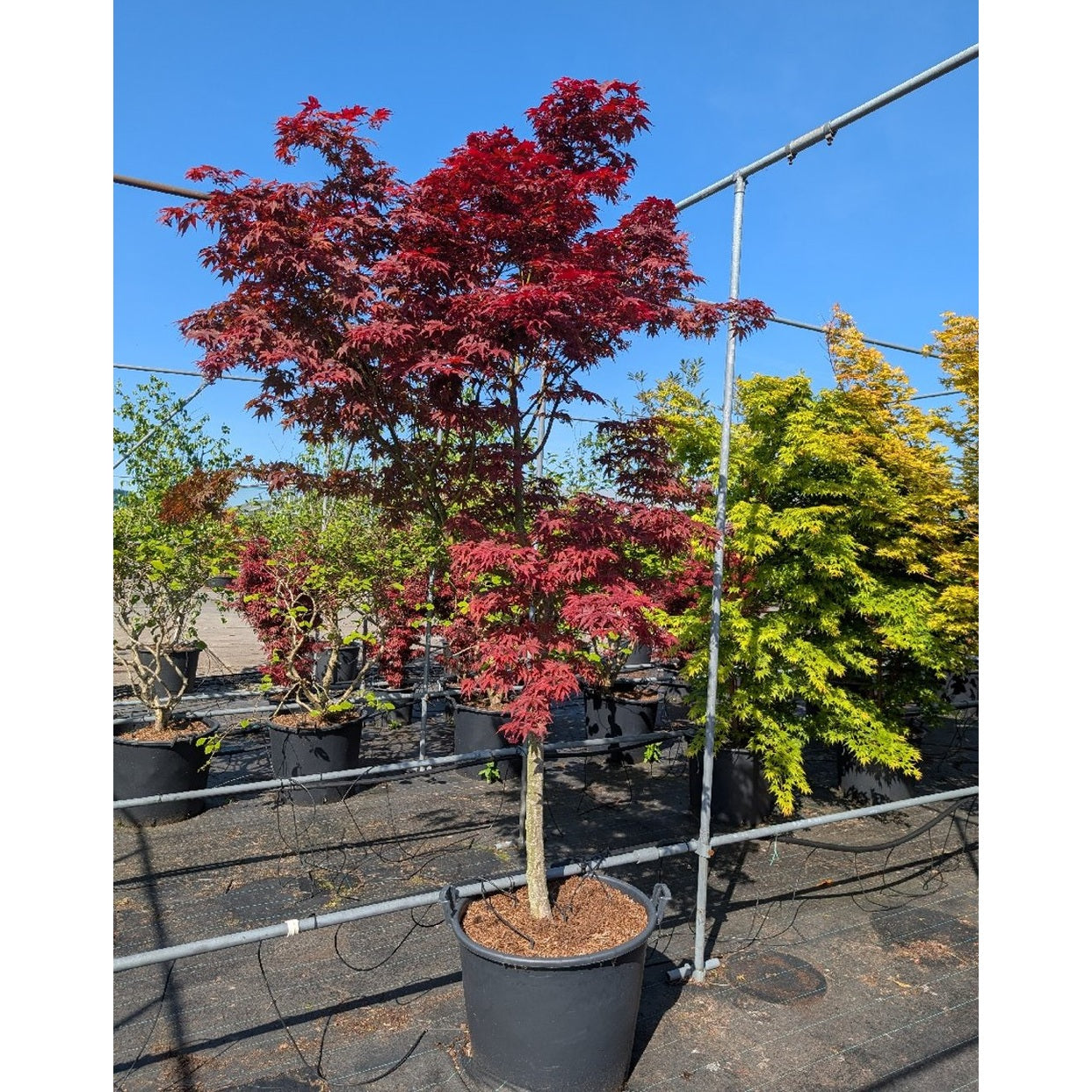 Japansk lönn – Acer pal. 'Bloodgood' - 50 CM Stem Cont.